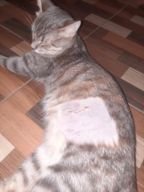 Sinz Animal Welfare