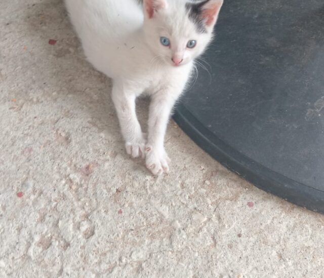 Sinz Animal Welfare