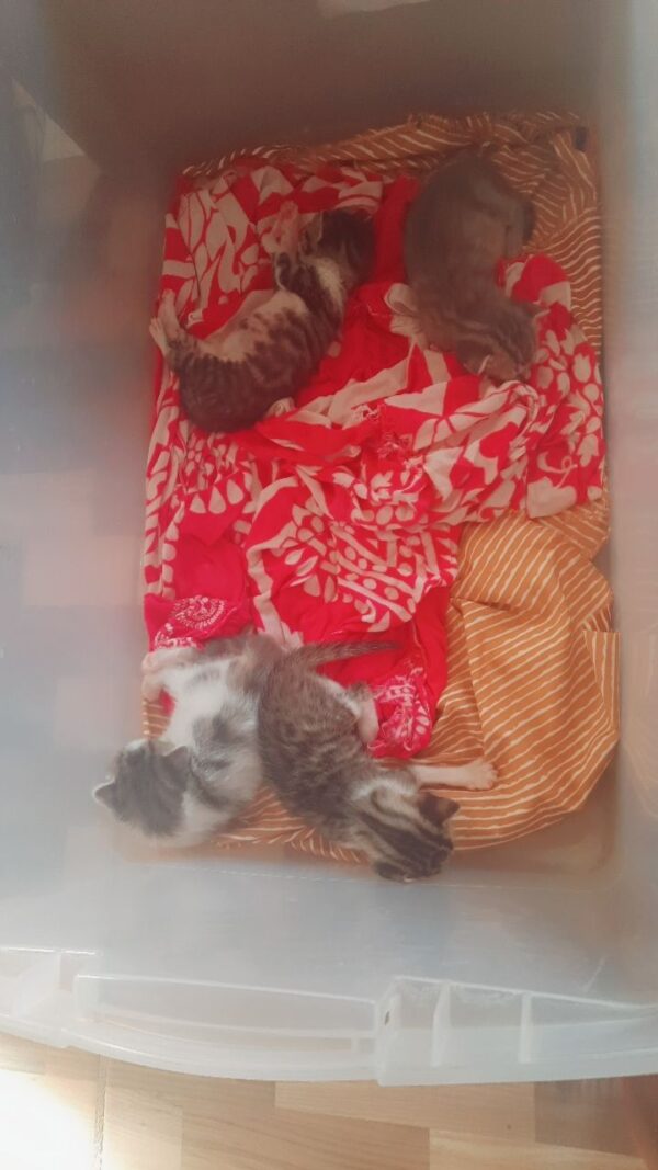 Sinz Animal Welfare