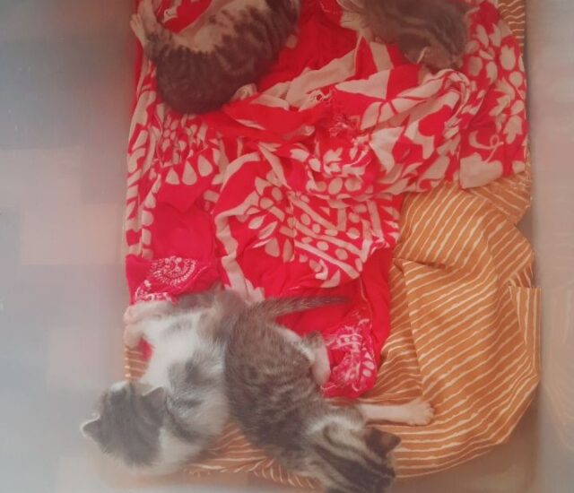 Sinz Animal Welfare